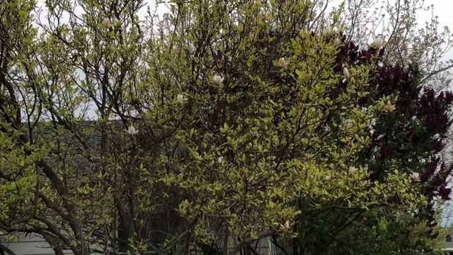 Как цветет кизиловое дерево. Dogwood Tree  April 2022.