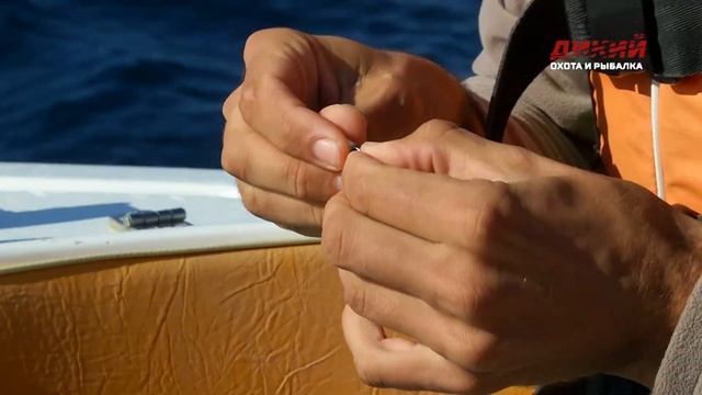 Ловля луфаря и ставриды в Черном море. смотреть онлайн