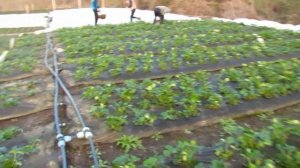 Чистка клубники (14.04.2022). Как правильно почистить клубнику..