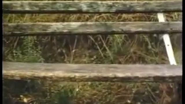 История разведения страусов. Начало этохи!!! смотреть онлайн