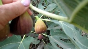 ИНЖИР. СБОР УРОЖАЯ.