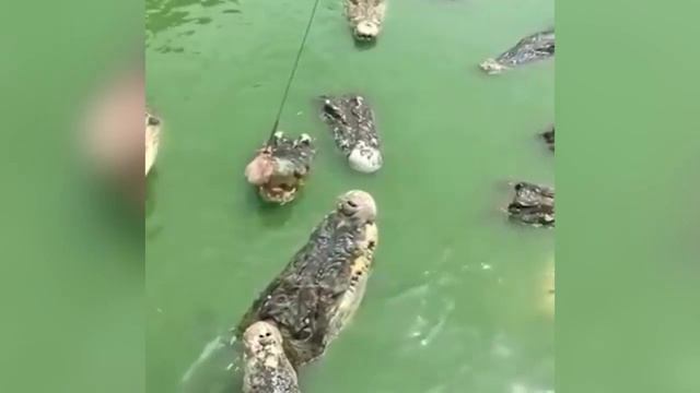 СРОЧНО ПОСМОТРИ ПОКА НЕ НАЧАЛОСЬ НУ ........... НАЧАЛОСЬ смотреть онлайн