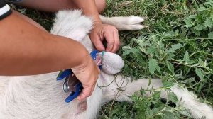 Щипцы для кастрации козлят.