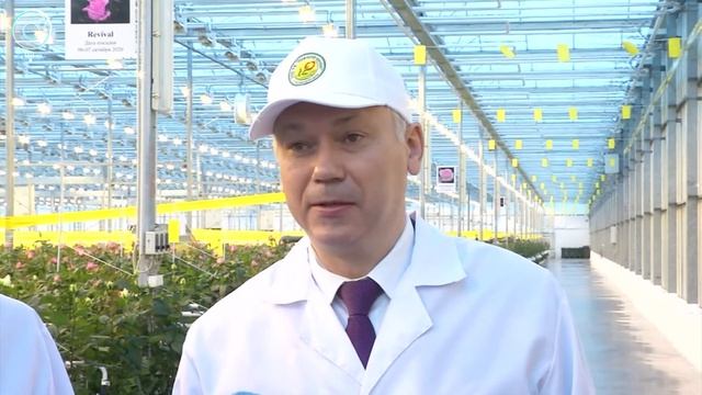 Голландские розы теперь выращивают в Сибири