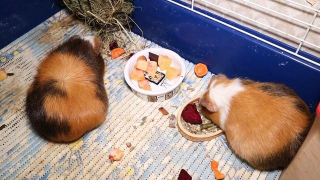 Морские свинки - уход и содержание. Как ухаживать за морскими свинками в домашних условиях смотреть онлайн