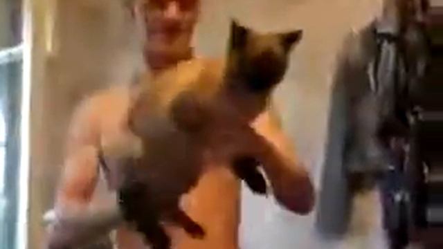 Кот пулемет)) смотреть онлайн