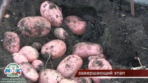 Выращивание картофеля в грядах-коробах