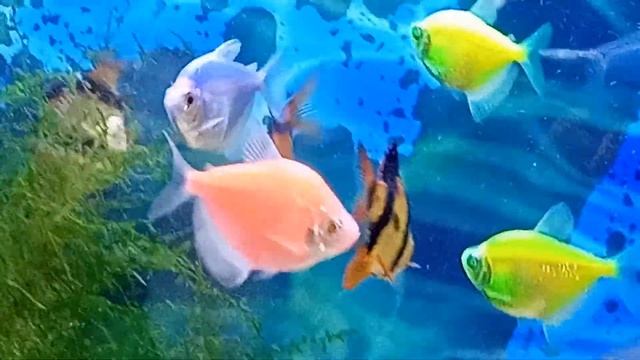 Барбус суматранус: содержание, уход, совместимость в аквариуме, разведение. смотреть онлайн