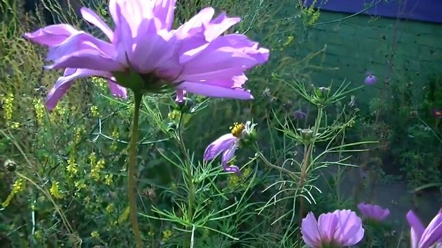 Махровая космея / Cosmos flower Сад ORION смотреть онлайн