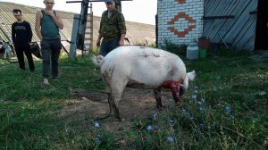 Как режут поросенка чуваши.