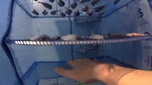 Как сушить рыбу зимой