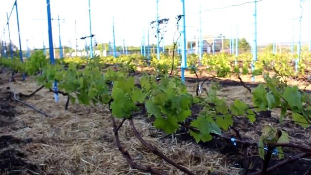 Когда начинать обламывать лишние побеги на винограде смотреть онлайн