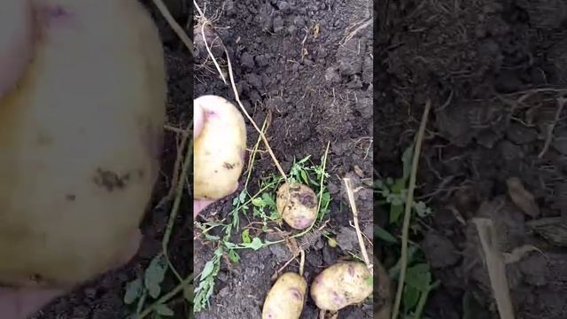 Иван да Шура. Красивый сорт, вкусный картофель.