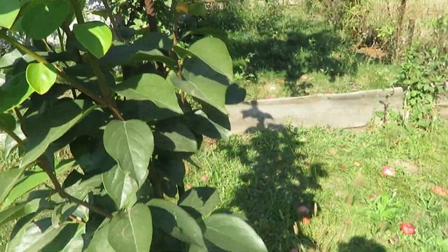 Саратов, моя Хурма 17 09 23 смотреть онлайн