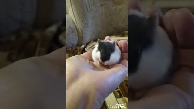 Как хомяк набивает щёки смотреть онлайн