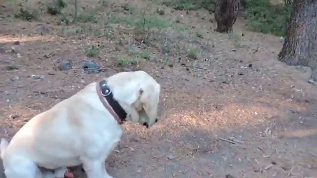 ОКД. Лабрадор смотреть онлайн