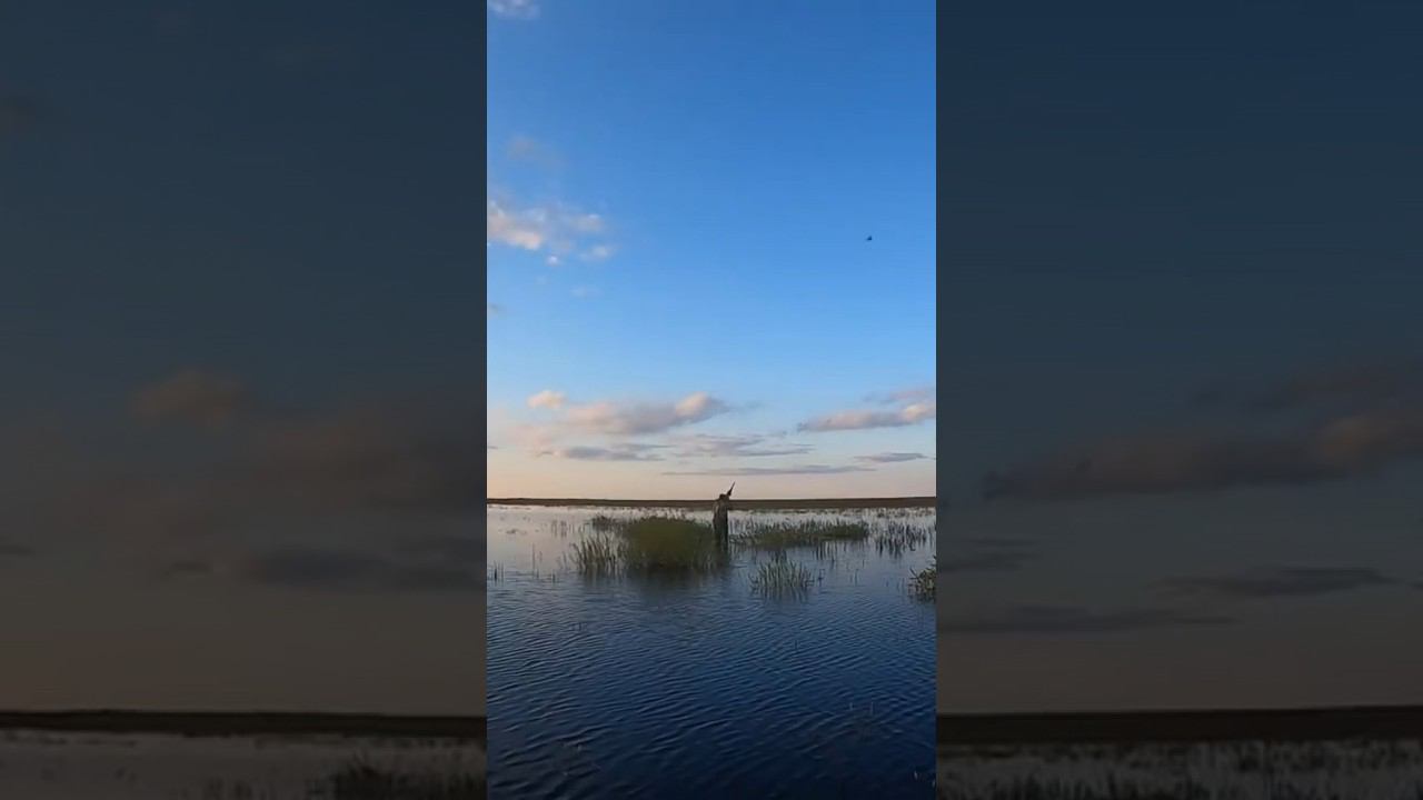 Красивый налет, кряковый селезень добыт. #охота #охотанауток #охотанагуся #охотаназайца смотреть онлайн