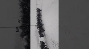 Морозоустоичивая порода коров Абердин Ангус ,выращивание и содержание животных