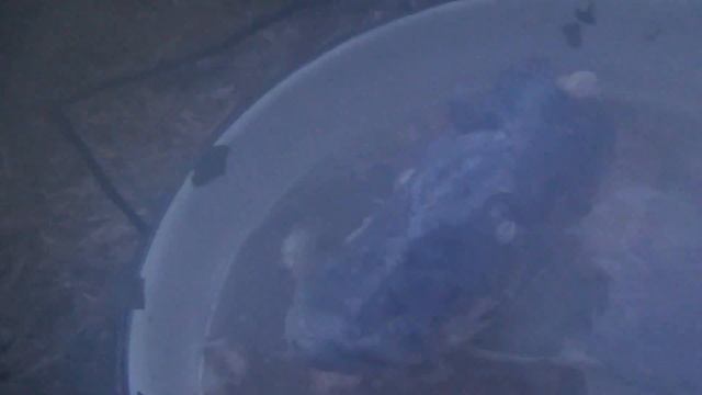 Рецепт ухи Уха по таежному Огромная Щука Тайга Охота Рыбалка Лес смотреть онлайн