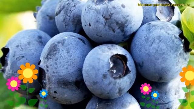 Голубика высокорослая Дюк. Краткий обзор, описание характеристик, где купить рассада vaccinium Duke смотреть онлайн