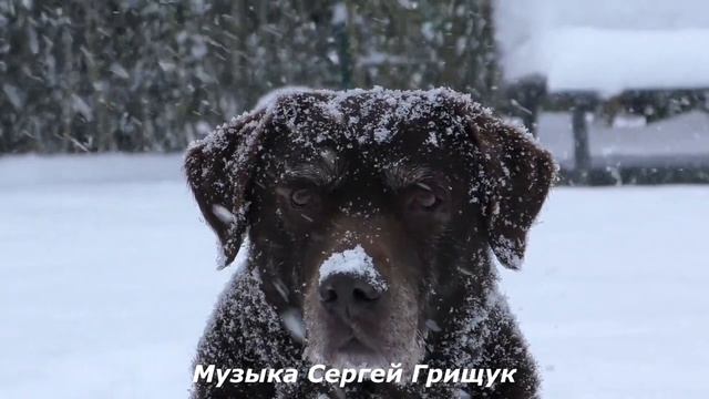 ♫ ЗАПОРОШИЛО ♫ Музыка Сергей Грищук ♫ смотреть онлайн