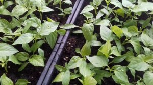 ВЫТЯНУЛАСЬ РАССАДА ПЕРЦА . ИСПРАВЛЯЕМ И ПОЛУЧАЕМ ЗДОРОВЫЕ СЕЯНЦЫ.