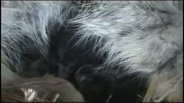 Любящая мама кормит своих котят смотреть онлайн