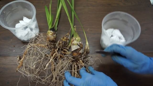 ЦИМБИДИУМ БЕЗ КОРНЕЙ (пересадка) смотреть онлайн