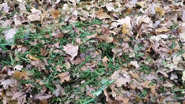 Уборка опавших листьев на участке, быстро! смотреть онлайн