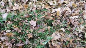 Уборка опавших листьев на участке, быстро!