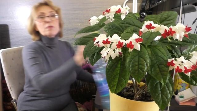 Клеродендрум Томпсон- используй эти секреты, и будешь восхищен его цветением