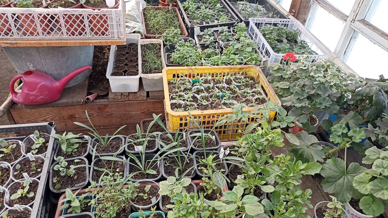 Тепличный Vlog ?. Трудовые будни. смотреть онлайн