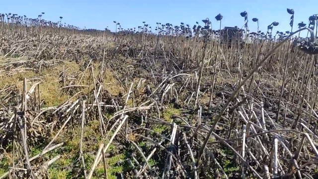 Кейс 2388 Полеглий соняшник, Уборка подсолнуха 2021 Молотимо соняшник 2021