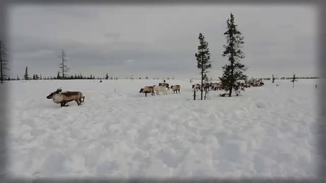 Стадо оленей / Весна / лесотундра / ЯНАО (1) смотреть онлайн