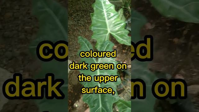 ALOCASIA SANDERIANA: Get to Know this Endangered Plant. смотреть онлайн