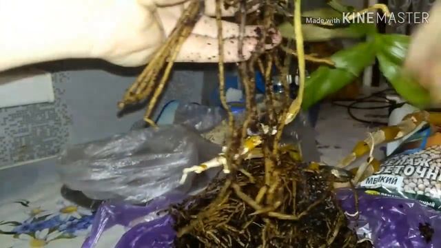 Пересадка дендробиума Нобеле/готовлю грунт для пересадки смотреть онлайн
