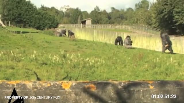 Gorilla Walks Upright - Прямоходящая горилла