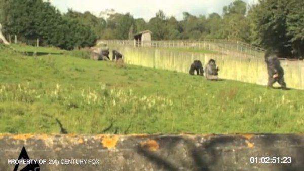 Gorilla Walks Upright - Прямоходящая горилла