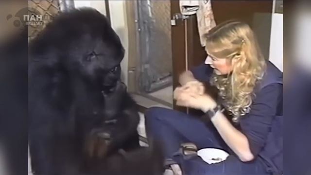 40 лет девушка обучала гориллу разговаривать и результаты, которых они добились, поразили весь мир! смотреть онлайн
