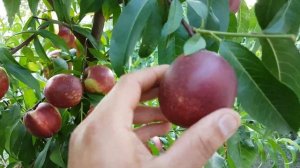 Нектарин Супер Квин (Super Queen) 13.07.2018