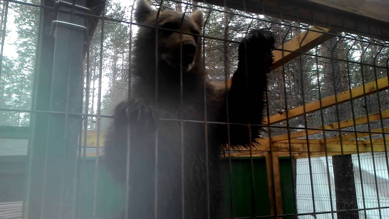 Мишка увидел возле соседней клетки тележку с вкусняшками: смотреть онлайн