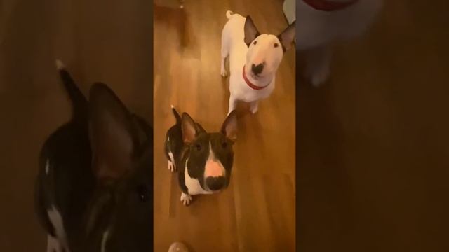 Шустрый, хитрый и умный)? #бультерьер #bullterrier #dog #puppy #игра #собака #funny смотреть онлайн
