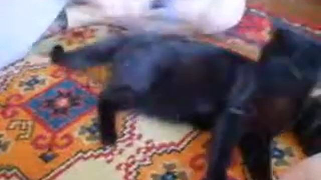 Вычесывание лишней шерсти у кота смотреть онлайн