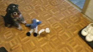 Цвергшнауцер,что едим,чем лечимся,как гуляем!