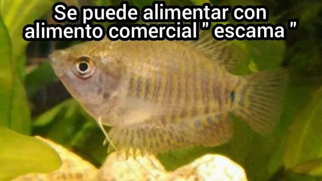 GURAMI ENANO o Colisa lalia - Peces compatibles смотреть онлайн