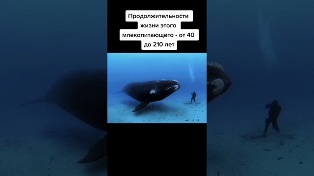 самые долгоживущие животные смотреть онлайн