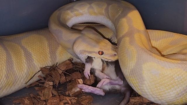 Python Strikes And Kills A Rat / Warning Python Live Feeding смотреть онлайн