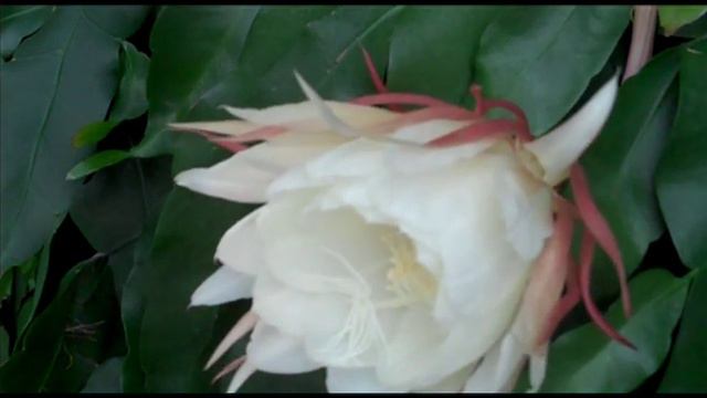 Epiphyllum in bloei смотреть онлайн