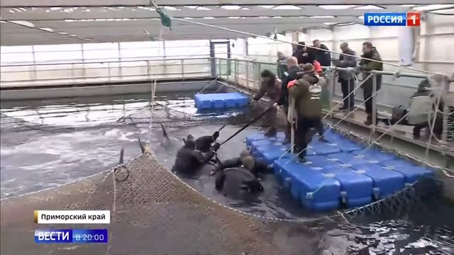 Ветеринары определят дальнейшую судьбу косаток и белух в Приморье Россия 24 смотреть онлайн