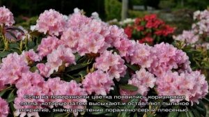 Почему не цветет рододендрон в открытом грунте в саду: что делать